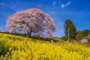 武雄　馬場の山桜①